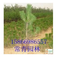 供應銷售【油松小苗，油松容器苗】