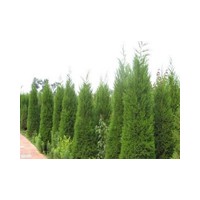 供應大量精品1-5米蜀檜