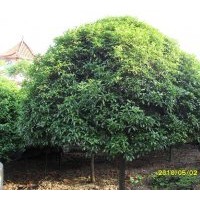 供應桂花.香樟.羅汗松.廣玉蘭.樂昌含笑.蚊姆.杜鵑.紅花繼木.黃楊