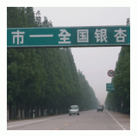 供應各種規格銀杏樹