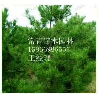 供應銷售黑松苗，黑松苗木