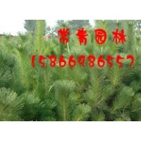 供應銷售20-40公分油松苗，油松苗木