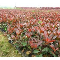 供應(yīng)紅葉石楠（容器苗）500萬