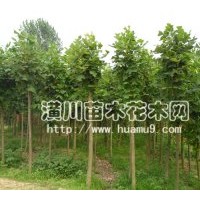 供應馬褂木，潢川馬褂木批發(fā)