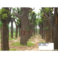 供應國槐 40公分國槐