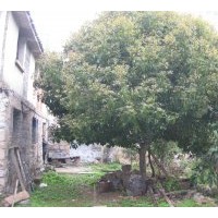 拋售17-33公分低分枝桂花,另售各規格銀杏,香樟,羅漢松