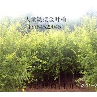 供應；金葉榆、金葉槐、香花槐、嫁接垂柳、白蠟、電話1375452904