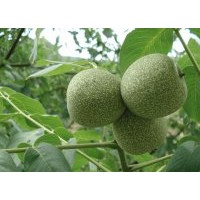 賣核桃樹，供應核桃樹