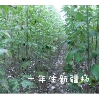 長年供應新疆楊、漳河柳垂柳、國槐、油松
