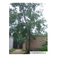 本基地常年供應國槐，青桐，法桐，合歡，白蠟，千頭春