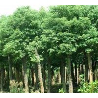 供應桂花，丹桂，金桂花，香樟，廣玉蘭