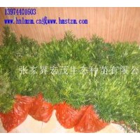 供應羅漢松苗，羅漢松種子，造型樹羅漢松