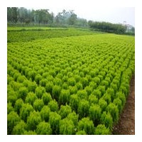供應(yīng)松類： 雪松、龍柏 蜀檜、灑金柏、地柏、黑松