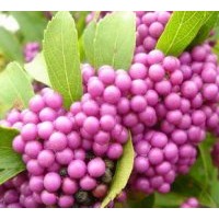 供應紫珠，猥實，平枝栒子，水栒子