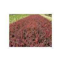 供應紅葉小檗 紅葉小檗基地直銷