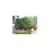 紫薇 桂花 紅茶花 銀杏非苗圃