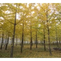 低價1-80CM供應銀杏樹