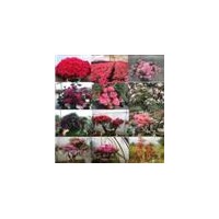 福建紅豆杉、杜鵑花、赤丹茶花、竹柏、羅漢松、四季金邊桂花