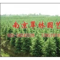供應雪松，蜀檜（檜柏），廣玉蘭，白玉蘭，紅玉蘭，紅葉石楠