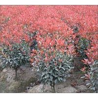 供應紅葉石楠，彩葉先鋒