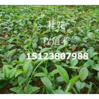 低價供應500萬桂花苗（金桂）