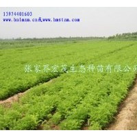 供應刺槐苗