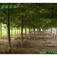法桐:供應1-20公分速生法桐