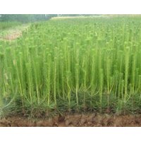 供應(yīng)刺槐苗，黃連木苗，山桃苗，山杏苗