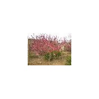 肥西劉灣苗圃紅綠梅、臘梅、春梅