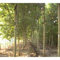 法桐2011最新--專業種植法桐、綠化法桐，速生法國梧桐，國槐、黃