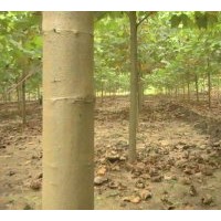 最新速生法桐小苗大量供應 規格0.5----25公分速生法桐樹