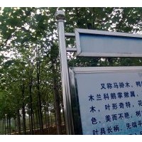供應馬褂木烏桕3公分4公分5公分6公分7公分8公分10公分價格