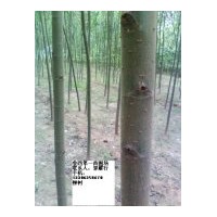 供國槐，千頭椿，臭椿，法桐，合歡，白蠟，速生柳，毛白楊