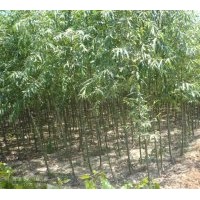 本公司苗木基地，各種規格，約500萬株