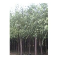 供應速生柳、河北速生柳，竹柳、旱柳