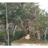 供應紫薇 大葉女貞 大葉黃楊、小葉黃楊、金邊黃楊、紅葉小波