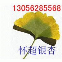 供應銀杏樹信息