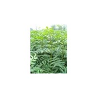 供花椒苗、刺槐苗、側(cè)柏苗、紫穗槐、黃連木
