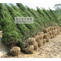 大量供應蜀檜