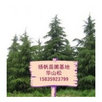 供應(yīng)華山松，一、二年華山松小苗，營(yíng)養(yǎng)缽華山松，1-6米華山松