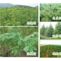 供應國槐、刺槐苗、油松苗、側柏苗、白皮松