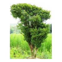 學棟苗圃--供應紫荊，櫻花，黃楊，香花槐，青垂柳等