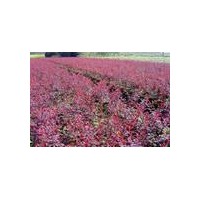 灑金柏、紅葉小檗、百日紅，紅葉李,龍柏