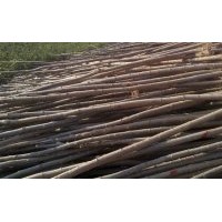 供應(yīng)米徑1-10公分速生楊/中華紅葉楊/速生楊107、108