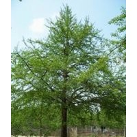 專業供應銀杏樹-銀杏樹-銀杏-綠化