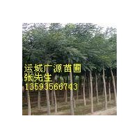 山西出售低價8-15公分國槐國槐