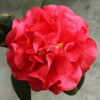 大量銷售美國貝拉、紫貝拉、四季紅山茶、六角大紅、紅露珍