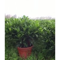 非洲茉莉大量供應