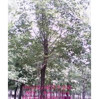 大量供應8--14cm白蠟