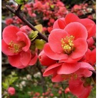 純種美國(guó)紅楓及北美海棠